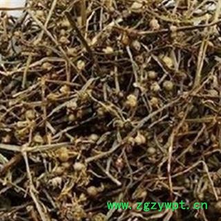 京辉药业 白花蛇舌草 大花 白花蛇草 正品 促销图2