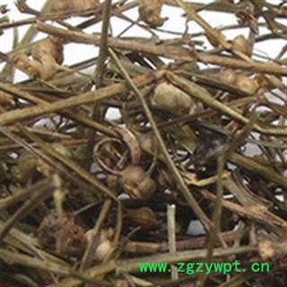 京辉药业 白花蛇舌草 大花 白花蛇草 正品 促销