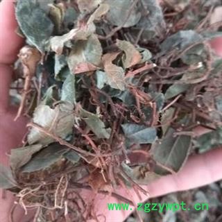 安祁名药中药材矮地茶 平地木图2