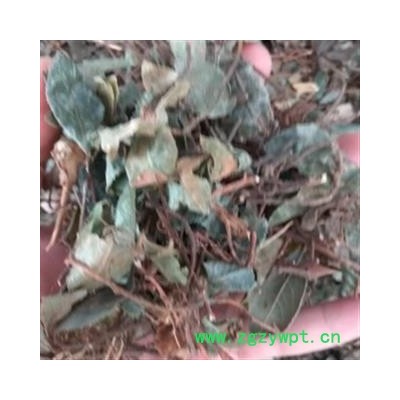 安祁名药中药材矮地茶 平地木