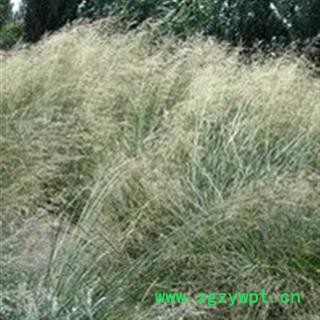 世元药业 芨芨草 正品 枳芨草 枳机草 席箕草 d图2