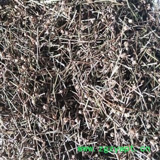 产地直销新货白花蛇草，舌草货干净无杂质图4