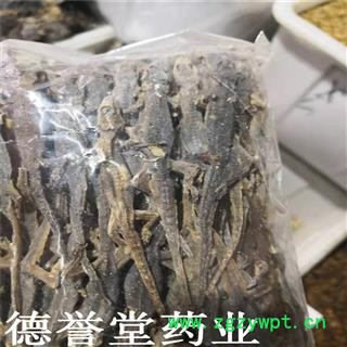 壁虎 选 天龙 壁虎  产地 广西  德誉堂批发各种中药材图4