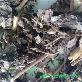 圣草康园艾纳香 大风艾 牛耳艾 大风叶 紫再枫 大枫草图2