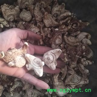 白及 白及大选个 产地 贵州省图2