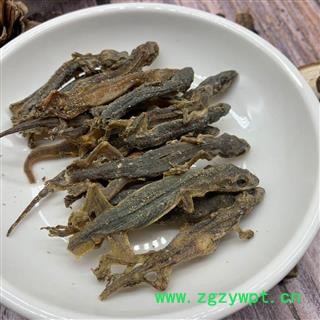 壁虎 进口壁虎统个 产地 海外图2