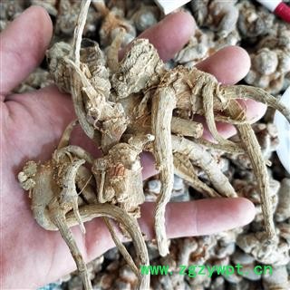 三七个 野生三七参 产地 云南省文山壮族苗族自治州图2