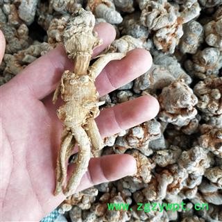 三七个 野生三七参 产地 云南省文山壮族苗族自治州图3