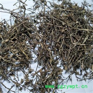 白花蛇舌草 白花蛇舌草野生统段 产地 江西省图2