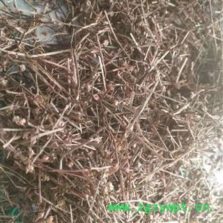 安祁名药正品白花蛇舌草 白花蛇草图3