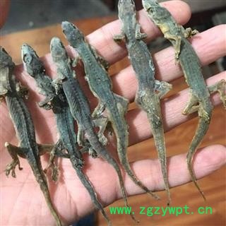 天龙 壁虎选货正品保证质量7天无理由退货退款 中药材批发 丽丽药业图3