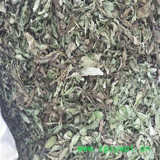 薄荷 优质薄荷 产地 安徽省淮北市相山区