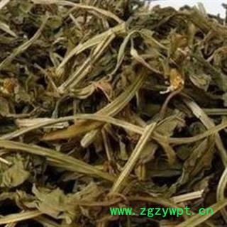 鱼香草 零陵香 灵香草 灵草 香草 产地云南图2