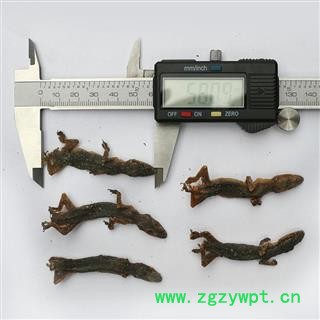 【满298元包邮】壁虎守宫四脚蛇巴壁虎统个   500克1袋图3