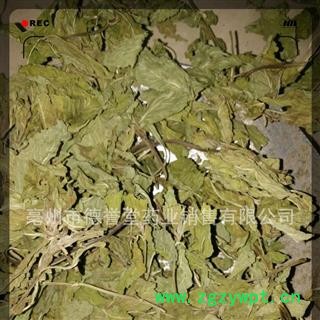 薄荷叶 选 薄荷叶 产地 安徽省 本店批发各种中药材图3