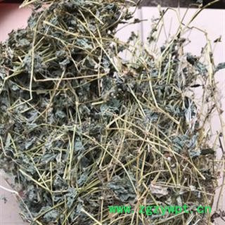 新辉药业薄荷 荷兰豆草图2