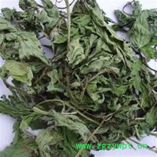 新辉药业优质新货薄荷叶 薄荷梗 货干色绿 批发零售图2