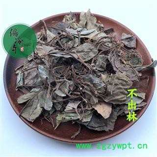 不出林 矮地茶 平地木 叶下红 小青 矮茶 统货 产地 广西壮族自治区 买家承担运费图2