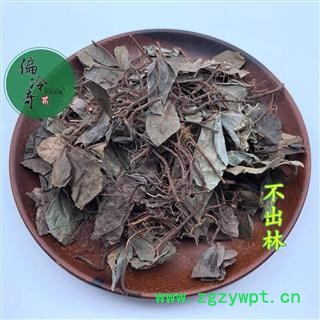 不出林 矮地茶 平地木 叶下红 小青 矮茶 统货 产地 广西壮族自治区 买家承担运费图3