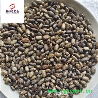 蓖麻子 蓖麻子 选货  产地安徽省 紫轩堂药业图4