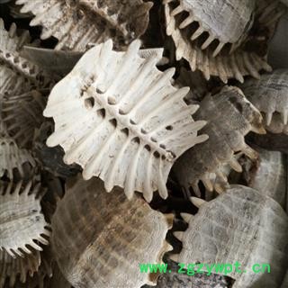 鳖甲 鳖甲陈货统货 产地 湖北省  华美中药 产地直销 重在品质图3