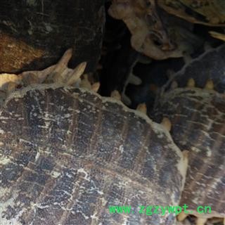 鳖甲 鳖甲陈货统货 产地 湖北省  华美中药 产地直销 重在品质图4