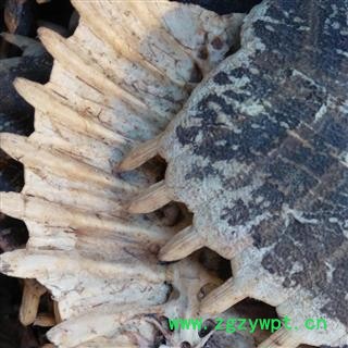 鳖甲 鳖甲陈货统货 产地 湖北省  华美中药 产地直销 重在品质图2