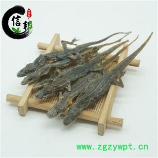 进口天龙壁虎干守宫选装货清水足干壁虎专注品质，诚信信邦！图3