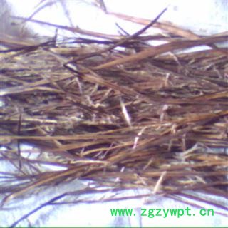 败酱草，梓实， 统 ，产地 ，河南省，要量大价格另议图2