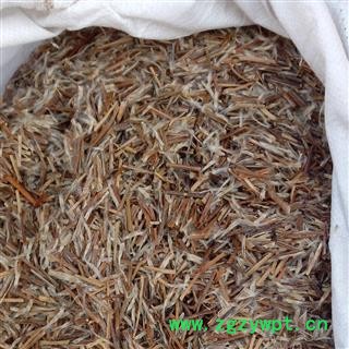 败酱草，梓实， 统 ，产地 ，河南省，要量大价格另议图3