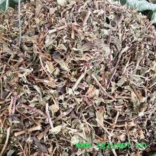 新辉药业中药材败酱草 黄花败酱草图3