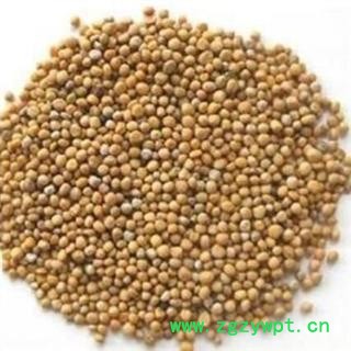 白芥子 白芥子 纯净货  产地 四川省图2