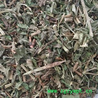 选装新货薄荷段 质量好 价格低  产地直销 产地 山东省图2