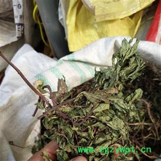 野薄荷 精选 产地 河南省平顶山市汝州市图2