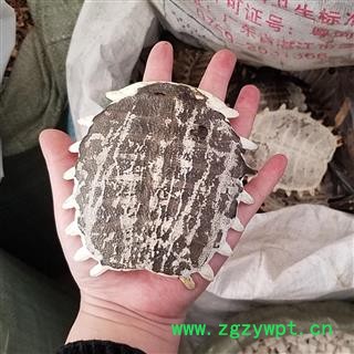 鳖甲 生鳖甲 甲鱼壳 不带肉 整个壳图3