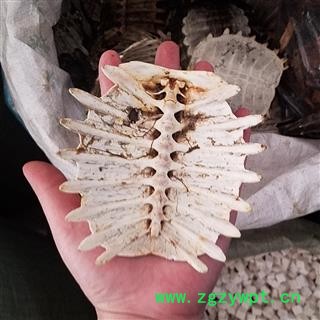 鳖甲 生鳖甲 甲鱼壳 不带肉 整个壳图2