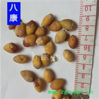 白果 白果仁统货 产地 江苏省苏州市金阊区图2