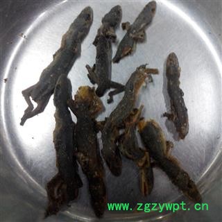 【满298元包邮】壁虎 天龙 选货 产地云南  1公斤一袋图3