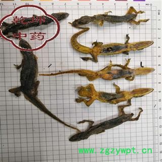 天龙  壁虎  统货，高含量 产地 海外【品种齐全 诚信经营】图2