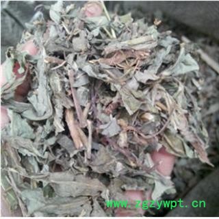 败酱草 黄花败酱统段 产地 山东省