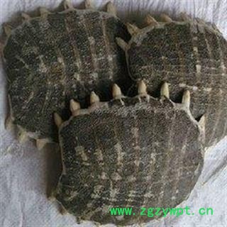 鳖甲 鳖甲统货 产地 江西省图2