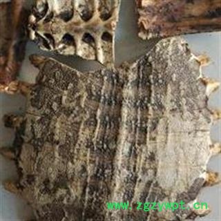 鳖甲 炒鳖甲 鳖甲  不带肉 完整  山东省图2