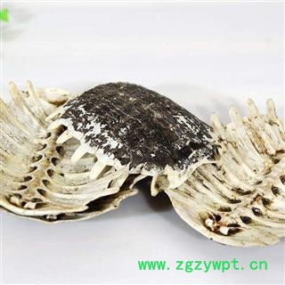 鳖甲 生鳖甲正品保证质量7天无理由退货退款 中药材批发 丽丽药业图2