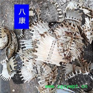 鳖甲 02选 产地 江苏省图3