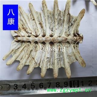 鳖甲 02选 产地 江苏省图2