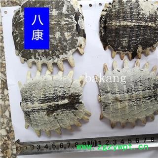 鳖甲 02选 产地 江苏省图4