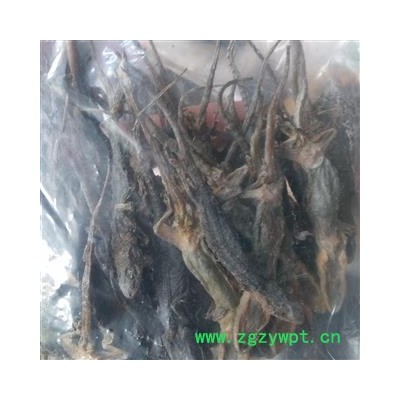 壁虎 壁虎选个 产地 河南省