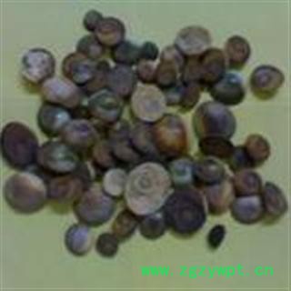 中药材 甲香 水云母、海月、太极石、催生子、海螺盖图2