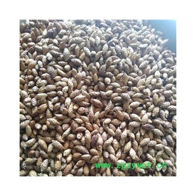 炒苍耳子 苍耳子后期黄褐色选货 产地 内蒙古自治区