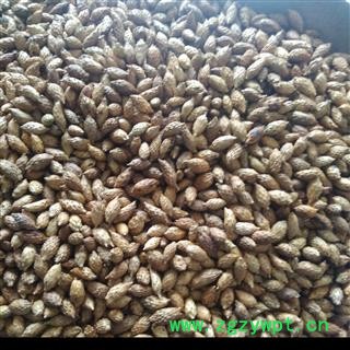 炒苍耳子 苍耳子后期黄褐色选货 产地 内蒙古自治区图2